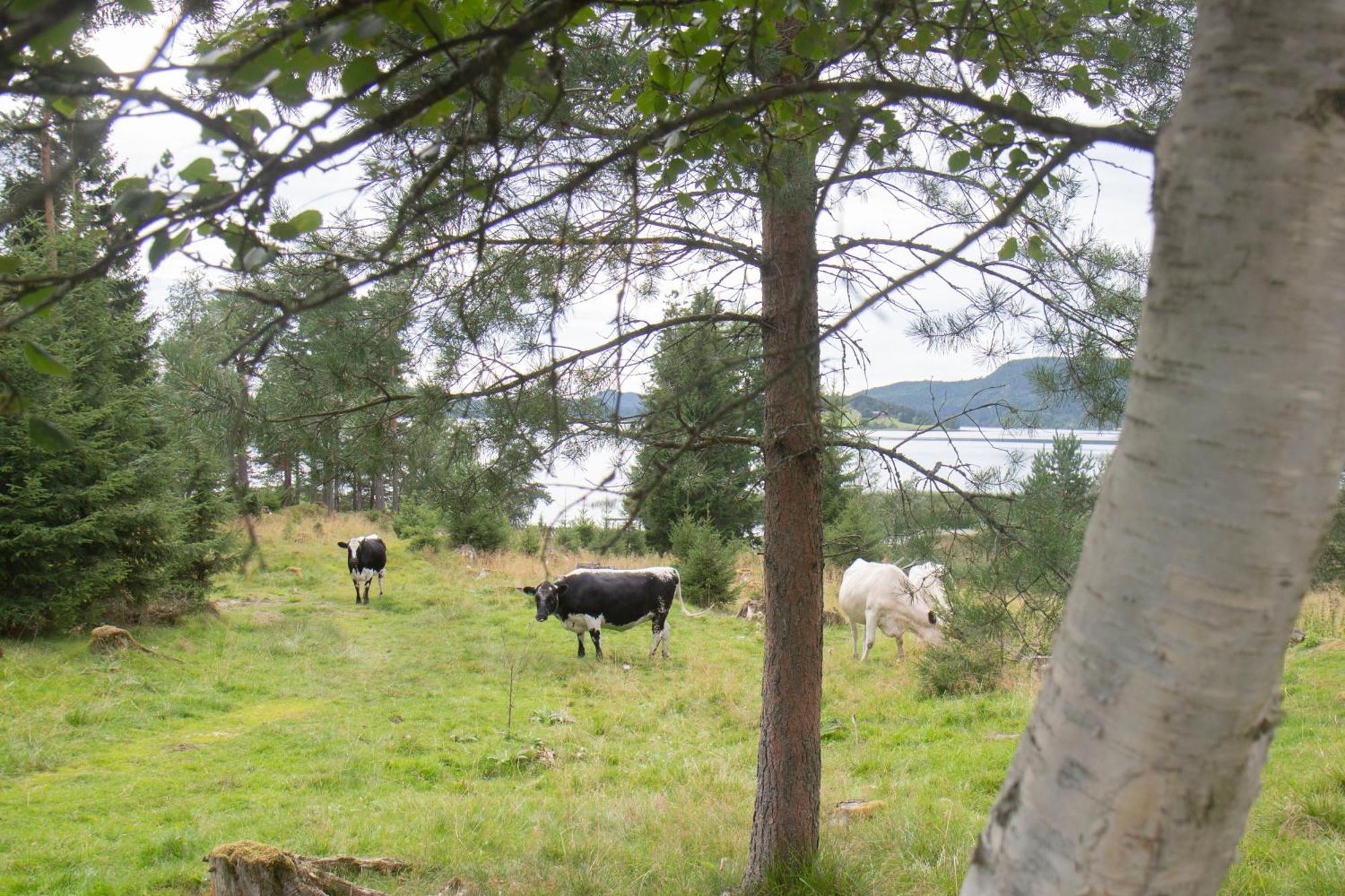 Cosy Cabin Without Running Water And Electricity Hotell Levanger Eksteriør bilde